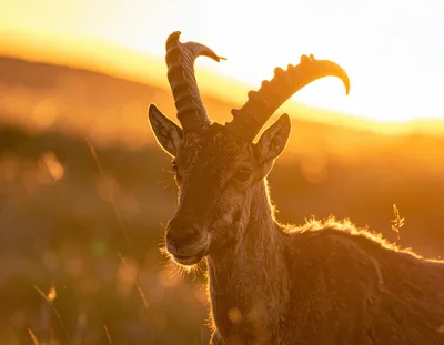 Alpine Ibex Standing In Golden Sunset Light