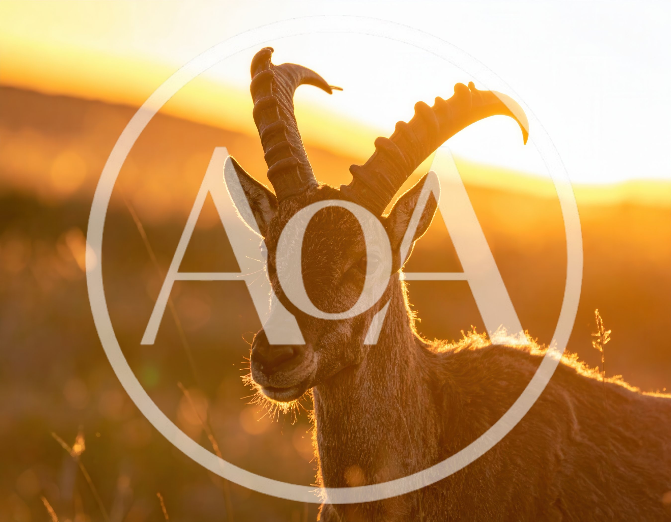 Alpine Ibex Standing In Golden Sunset Light
