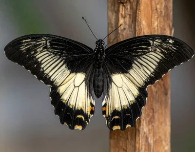 Great Mormon Butterfly Resting On A Wooden Post