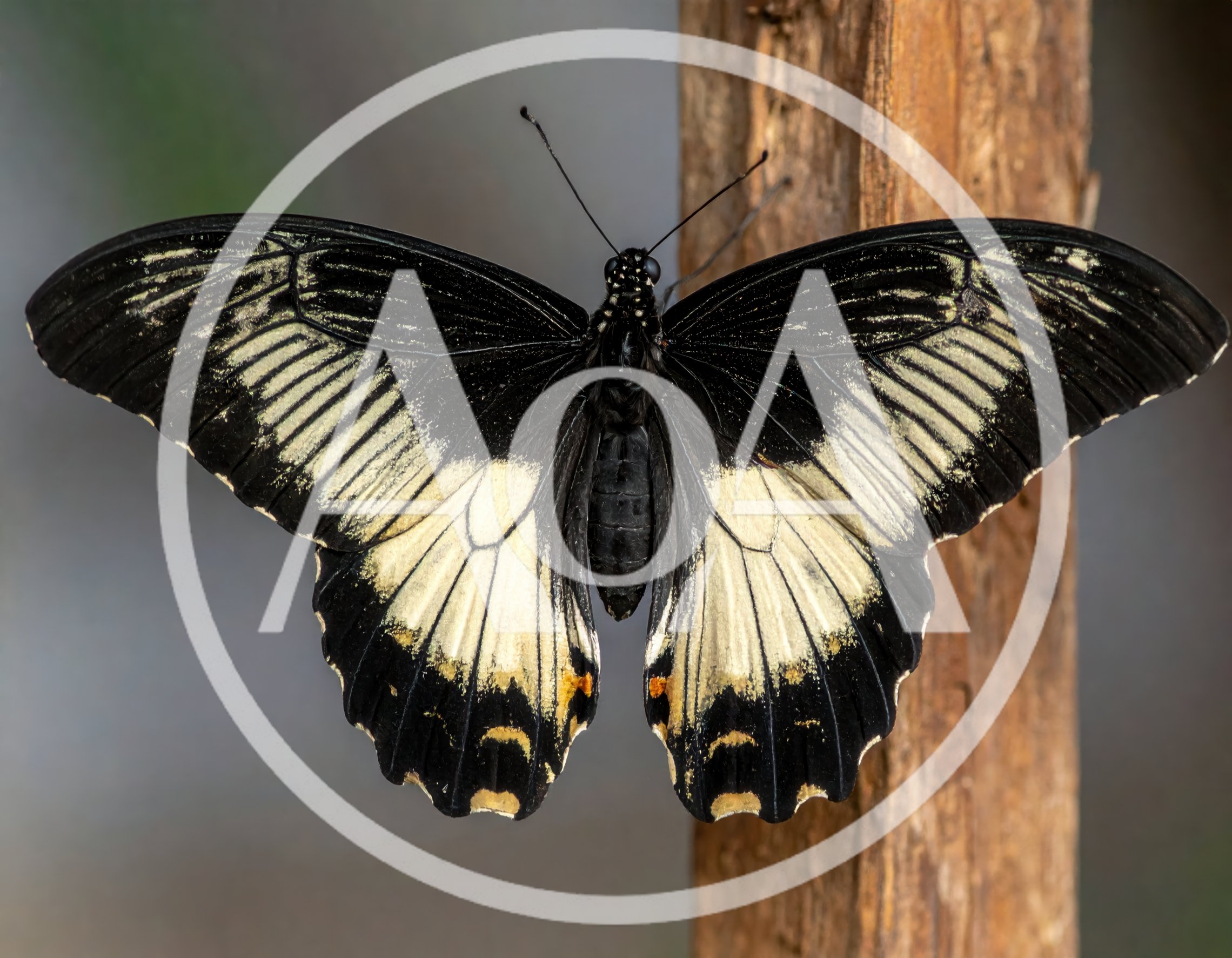 Great Mormon Butterfly Resting On A Wooden Post