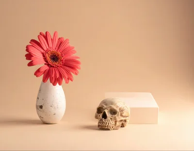 Red Gerbera Daisy in Vase with Human Skull