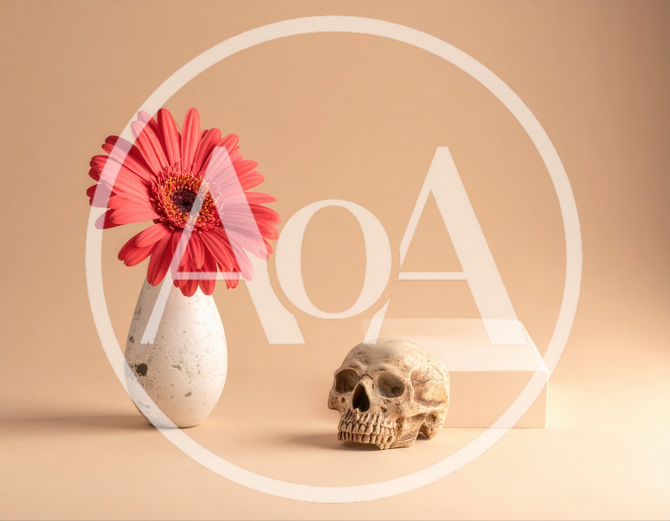 Red Gerbera Daisy in Vase with Human Skull