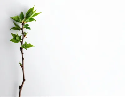 Fresh Green Spring Branch On White Background