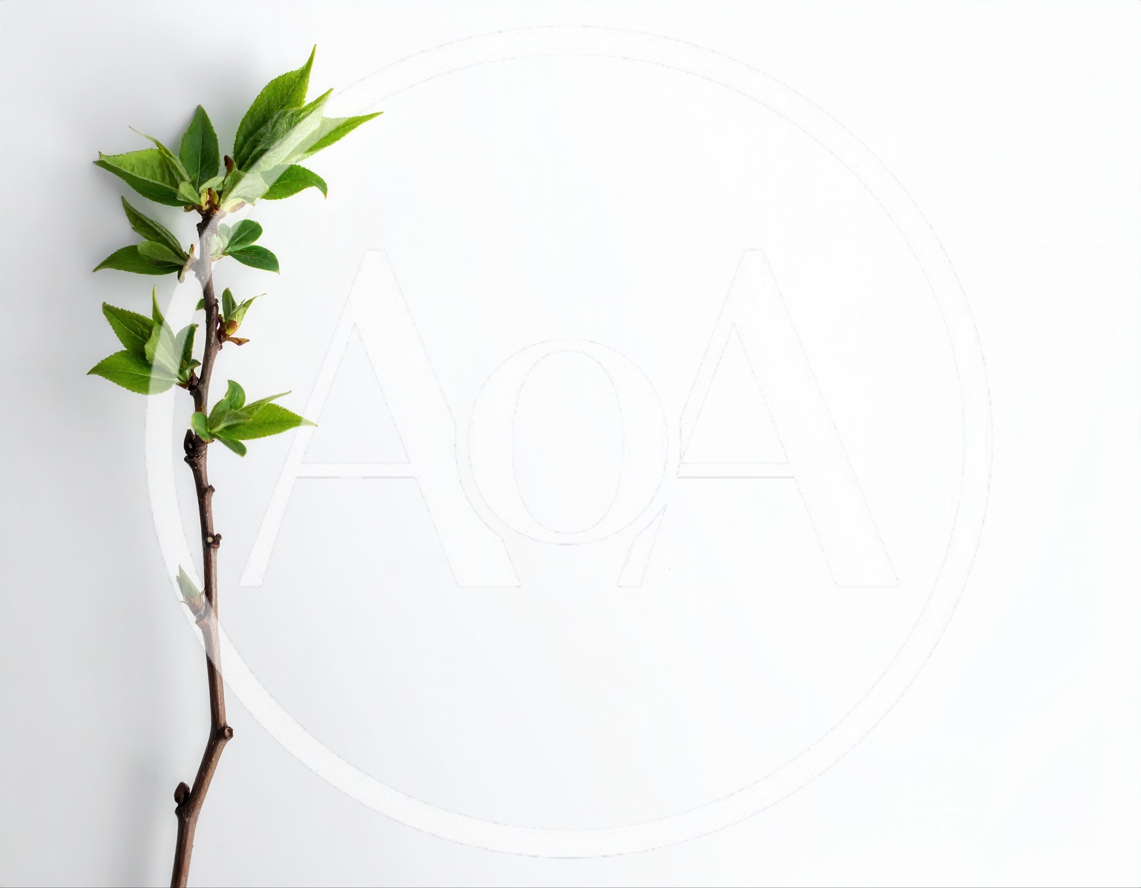 Fresh Green Spring Branch On White Background