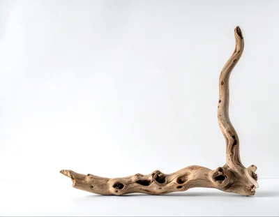 Natural Driftwood Branch On White Background