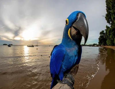 Hyacinth Macaw Perched on Driftwood at Sunset