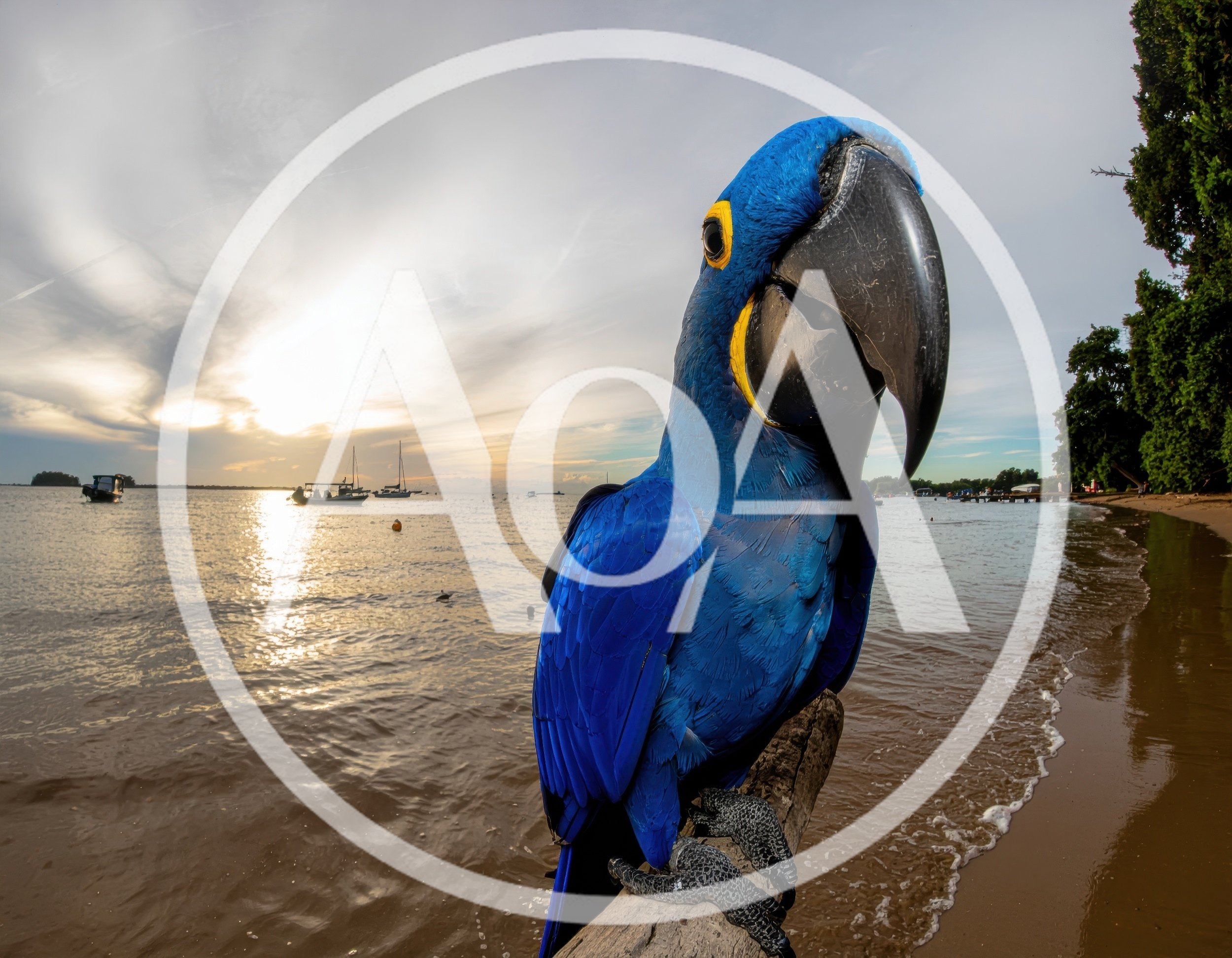 Hyacinth Macaw Perched on Driftwood at Sunset