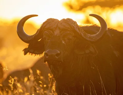 African Buffalo Portrait at Golden Hour