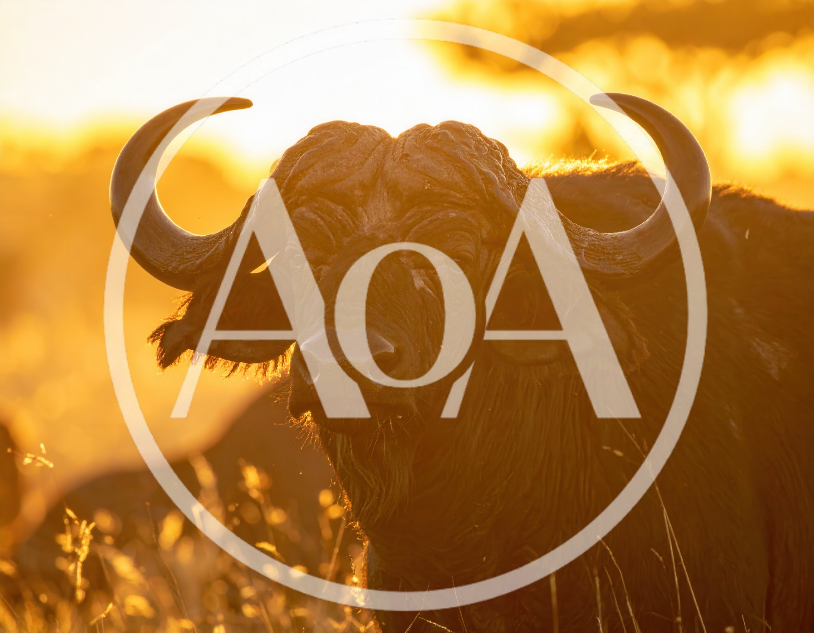 African Buffalo Portrait at Golden Hour