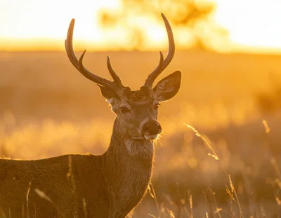 Majestic Red Deer Stag Standing in Golden Sunset