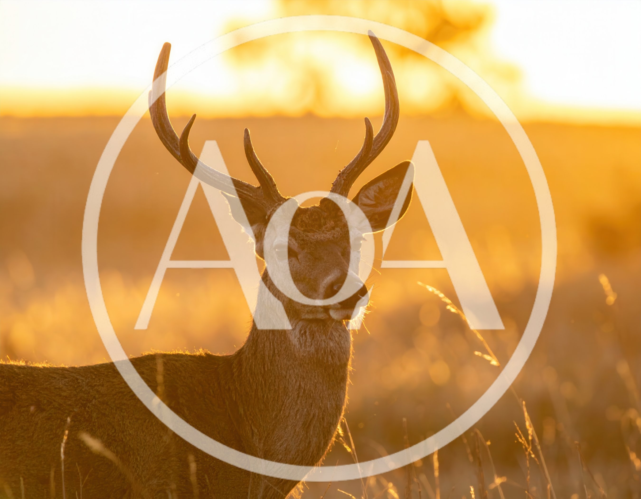 Majestic Red Deer Stag Standing in Golden Sunset