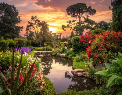 Serene Garden Pond at Sunset with Vibrant Flowers