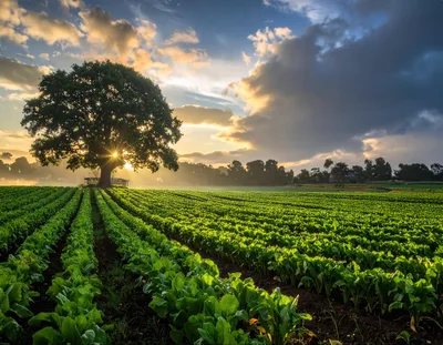 Large Tree Standing Over A Lush Green Vegetable Field