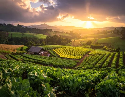 Terraced Vegetable Farm at Sunset in Mountainous Landscape