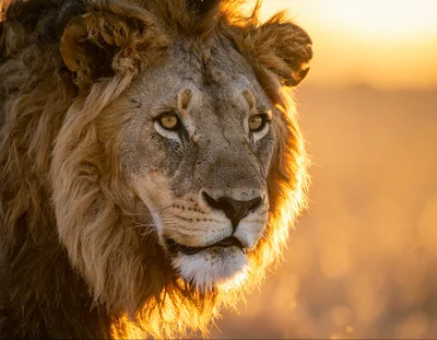 Majestic Male Lion Portrait At Golden Hour