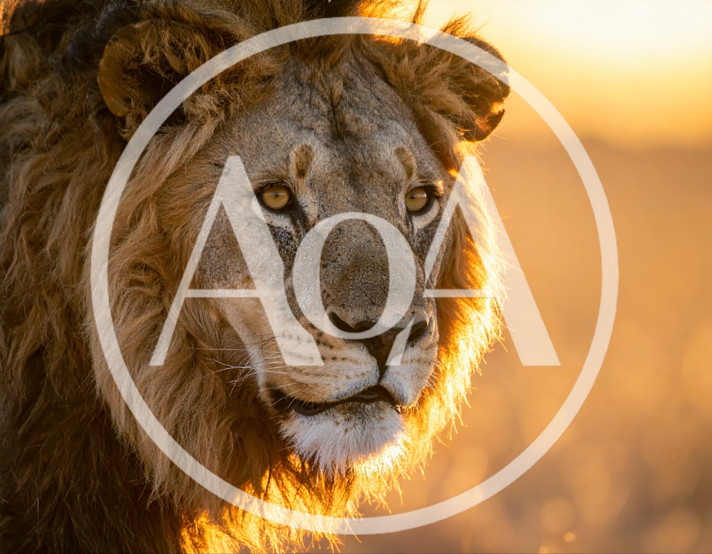 Majestic Male Lion Portrait At Golden Hour