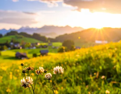 White Clover Flowers In A Sunny Alpine Meadow