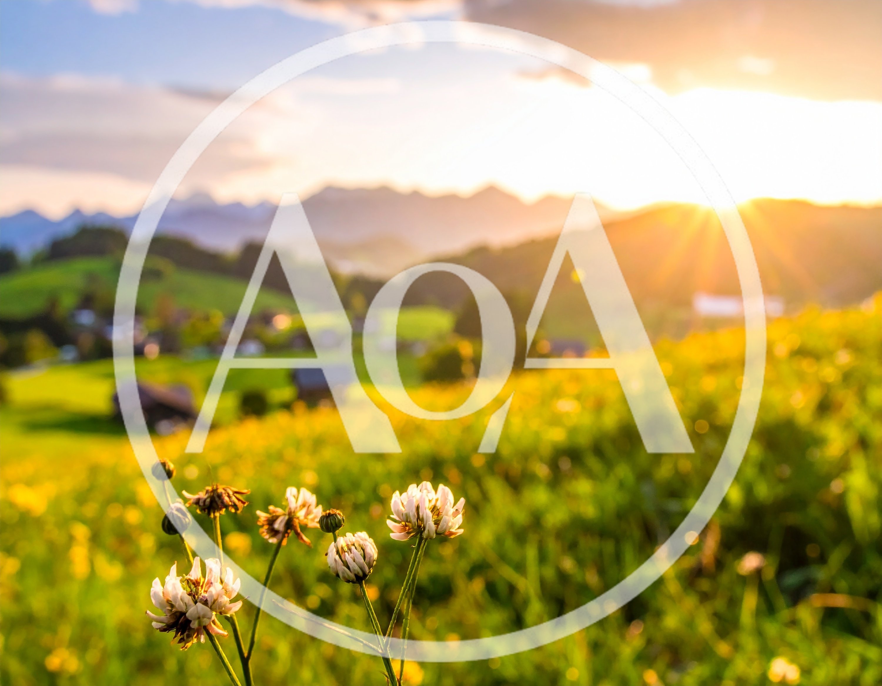 White Clover Flowers In A Sunny Alpine Meadow