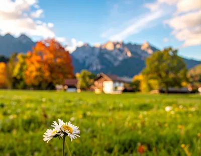Daisy Flower in a Sunny Alpine Meadow