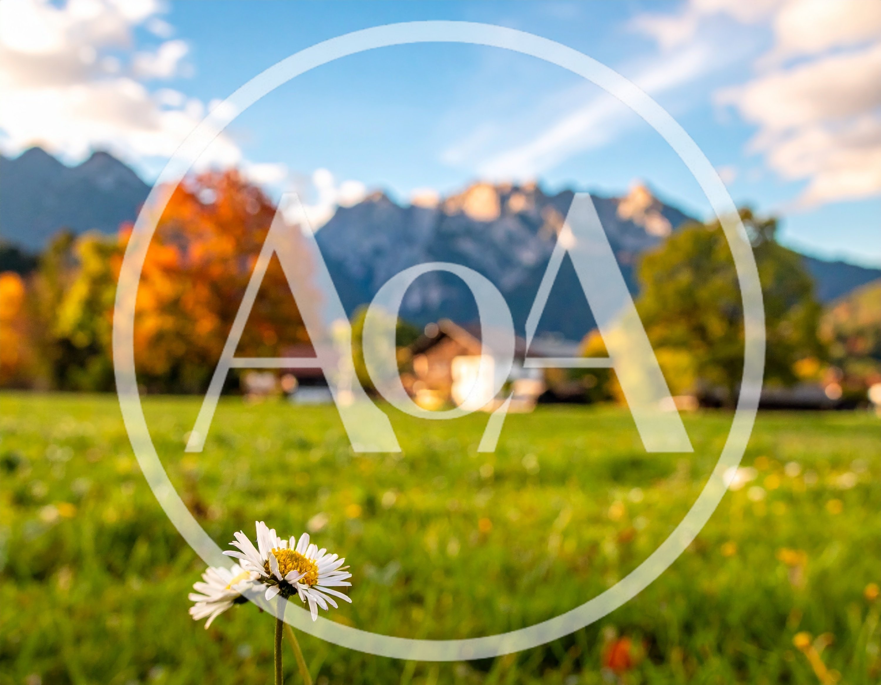 Daisy Flower in a Sunny Alpine Meadow