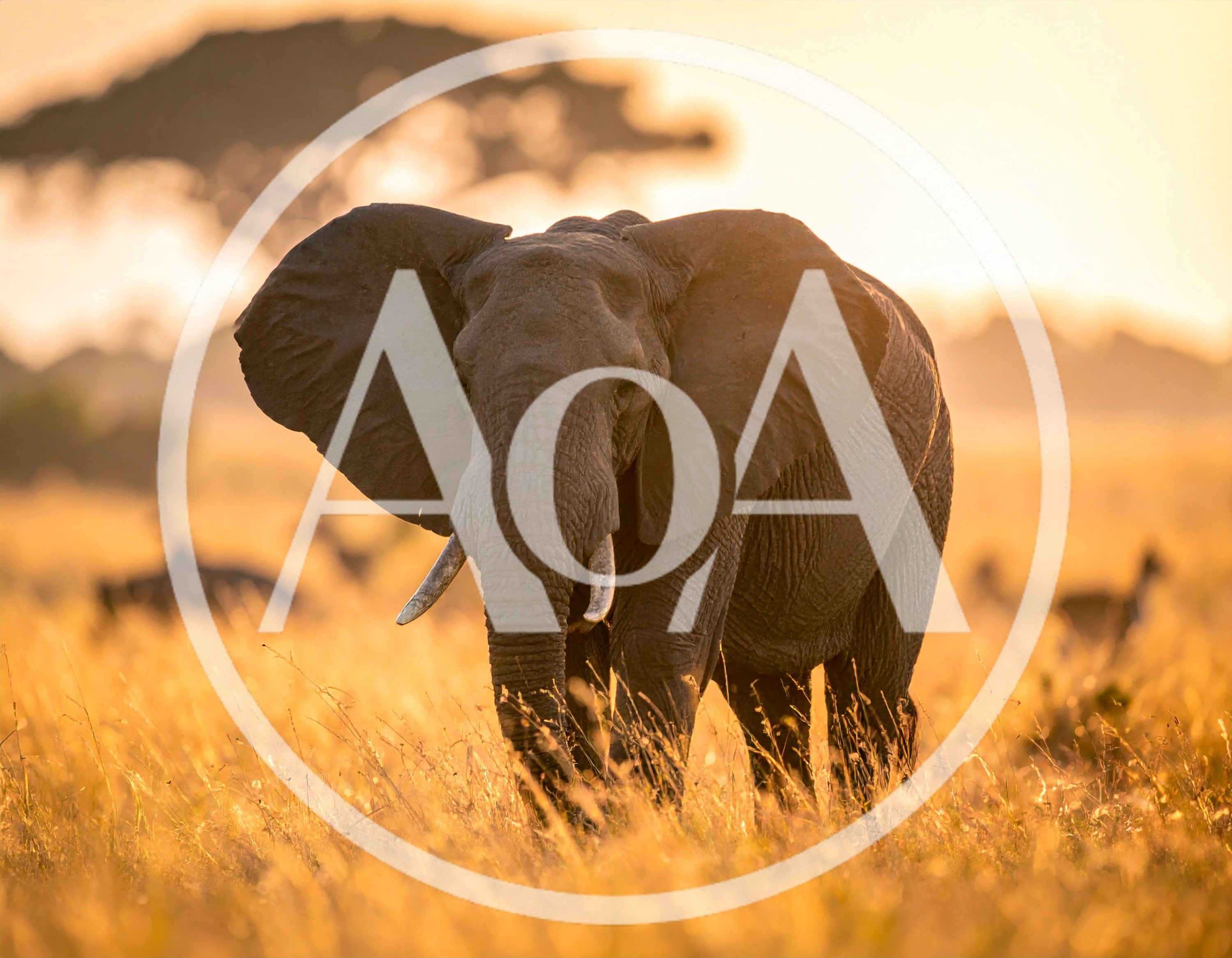 African Elephant Walking Through Golden Savanna Grass