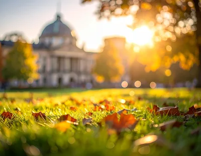 Autumn Leaves On Grass With Blurred University Building Background