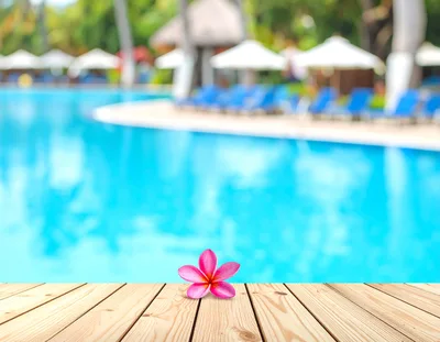 Pink Plumeria Flower on Wooden Deck by Swimming Pool