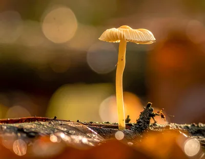 Small Mushroom Growing On A Decaying Log