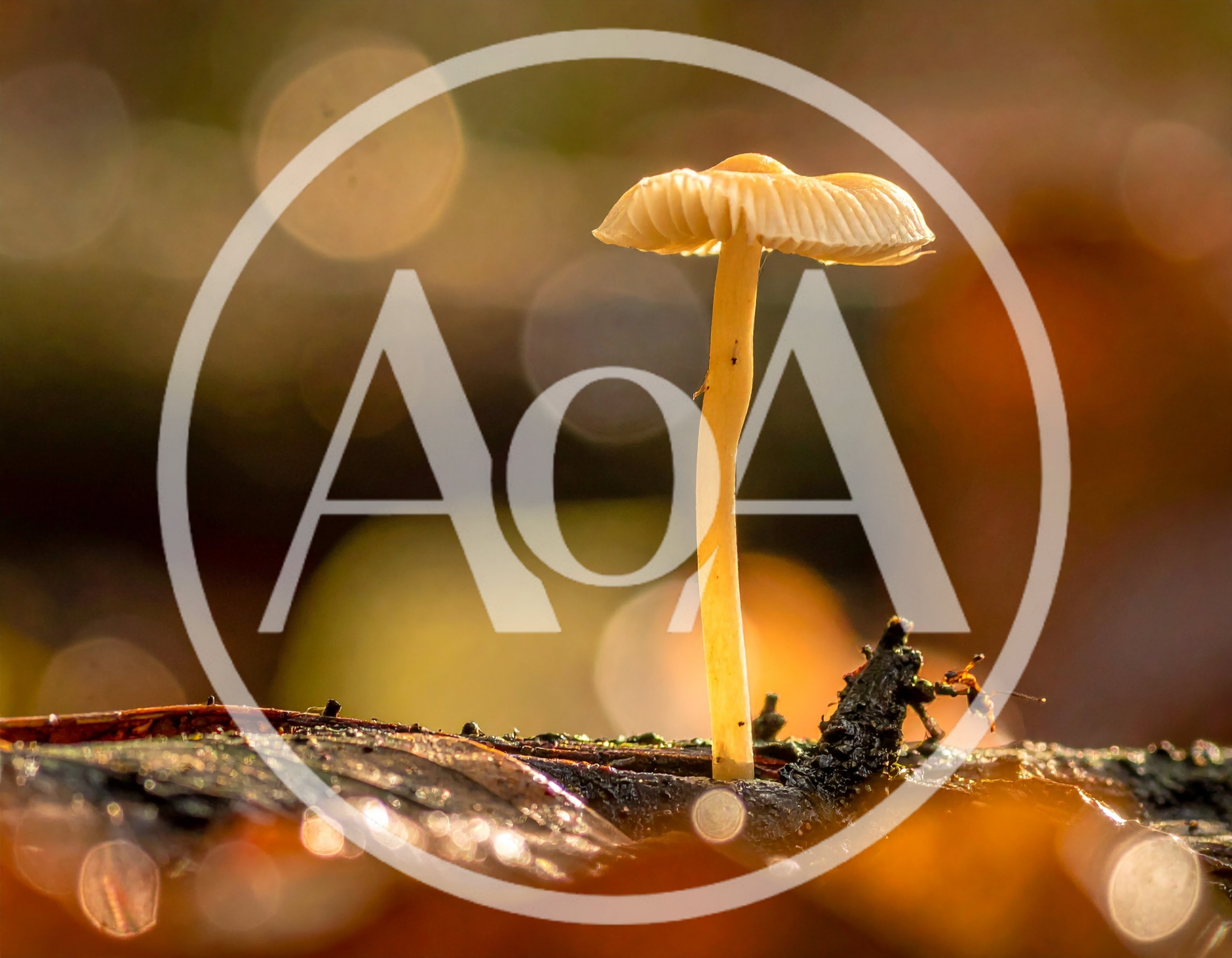 Small Mushroom Growing On A Decaying Log