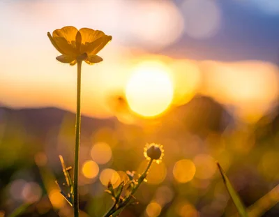 Yellow Buttercup Flower Against Golden Sunset