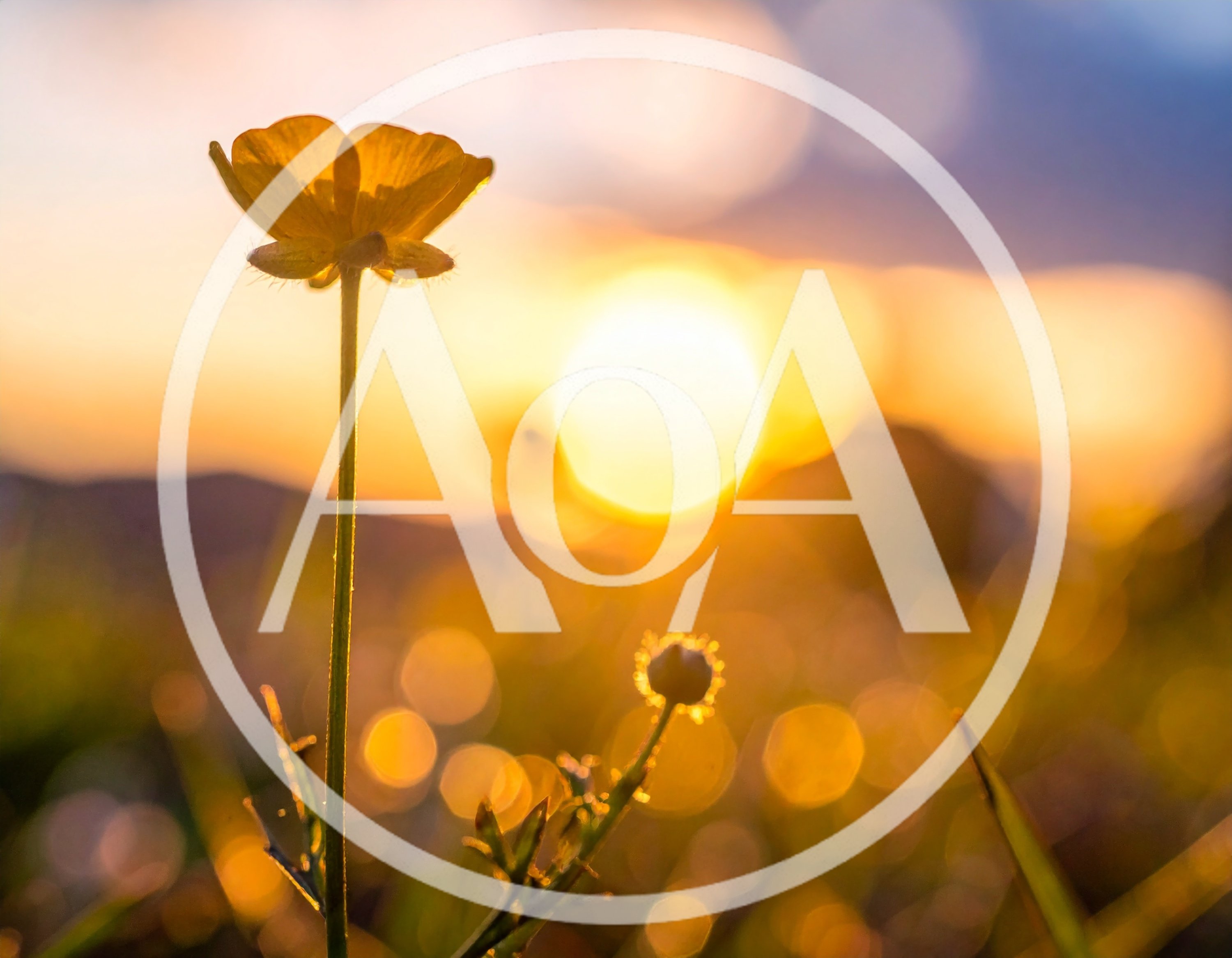 Yellow Buttercup Flower Against Golden Sunset