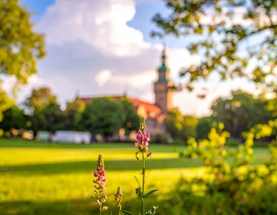 Pink Wildflowers In A Sunny Park With Historic Building