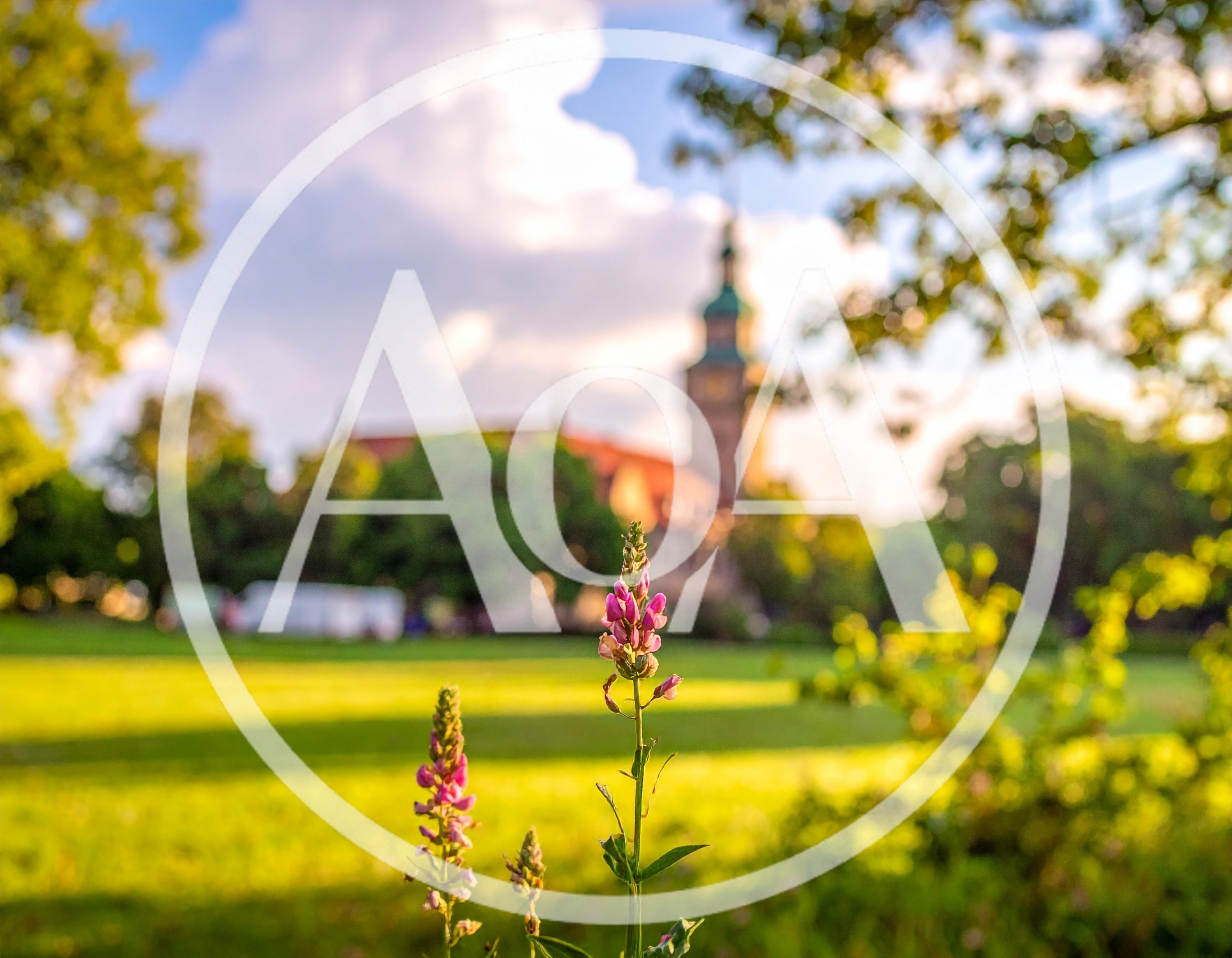 Pink Wildflowers In A Sunny Park With Historic Building