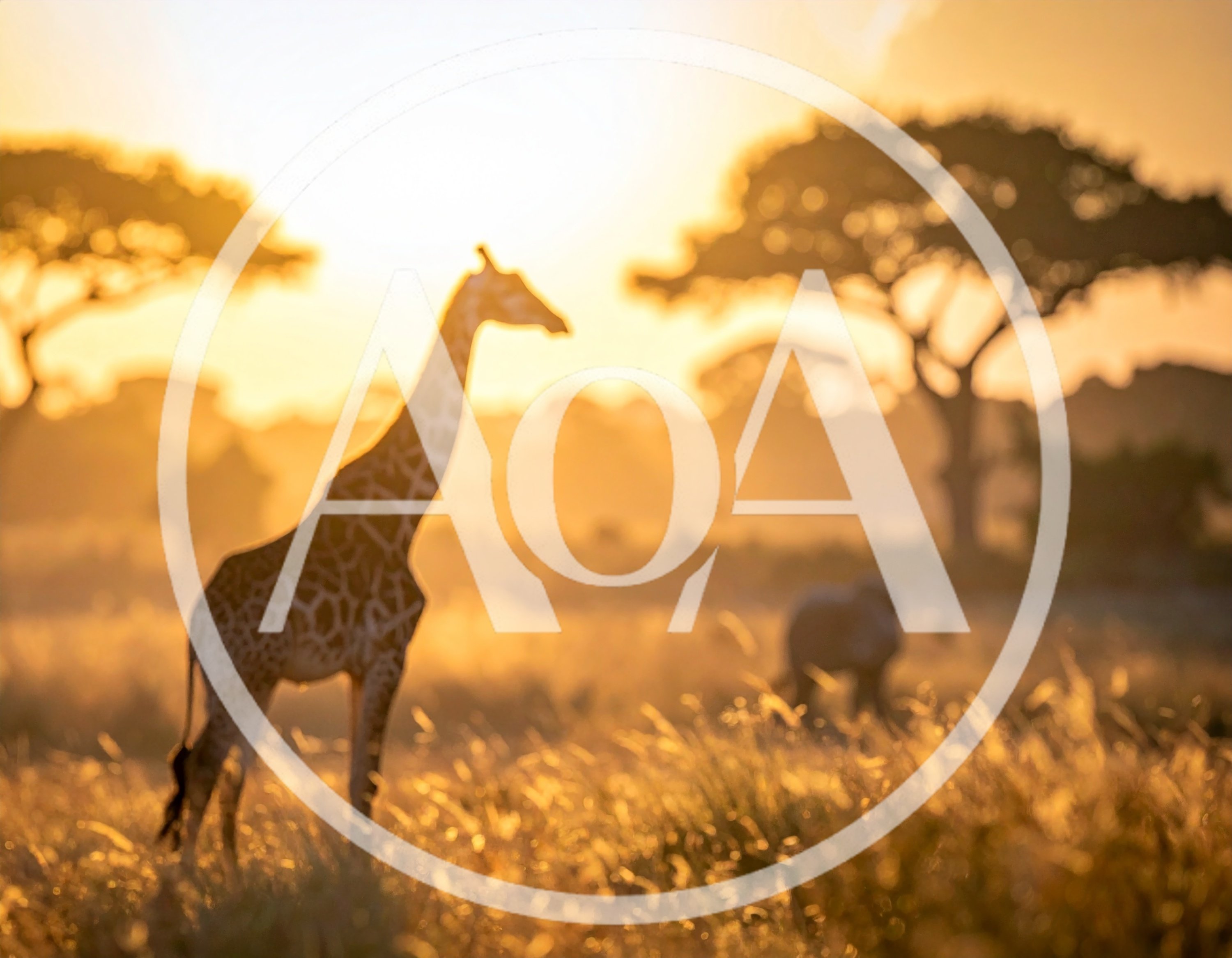 Giraffe Standing in African Savanna at Golden Hour