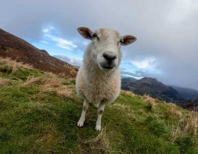 Curious White Sheep Standing on a Grassy Hillside