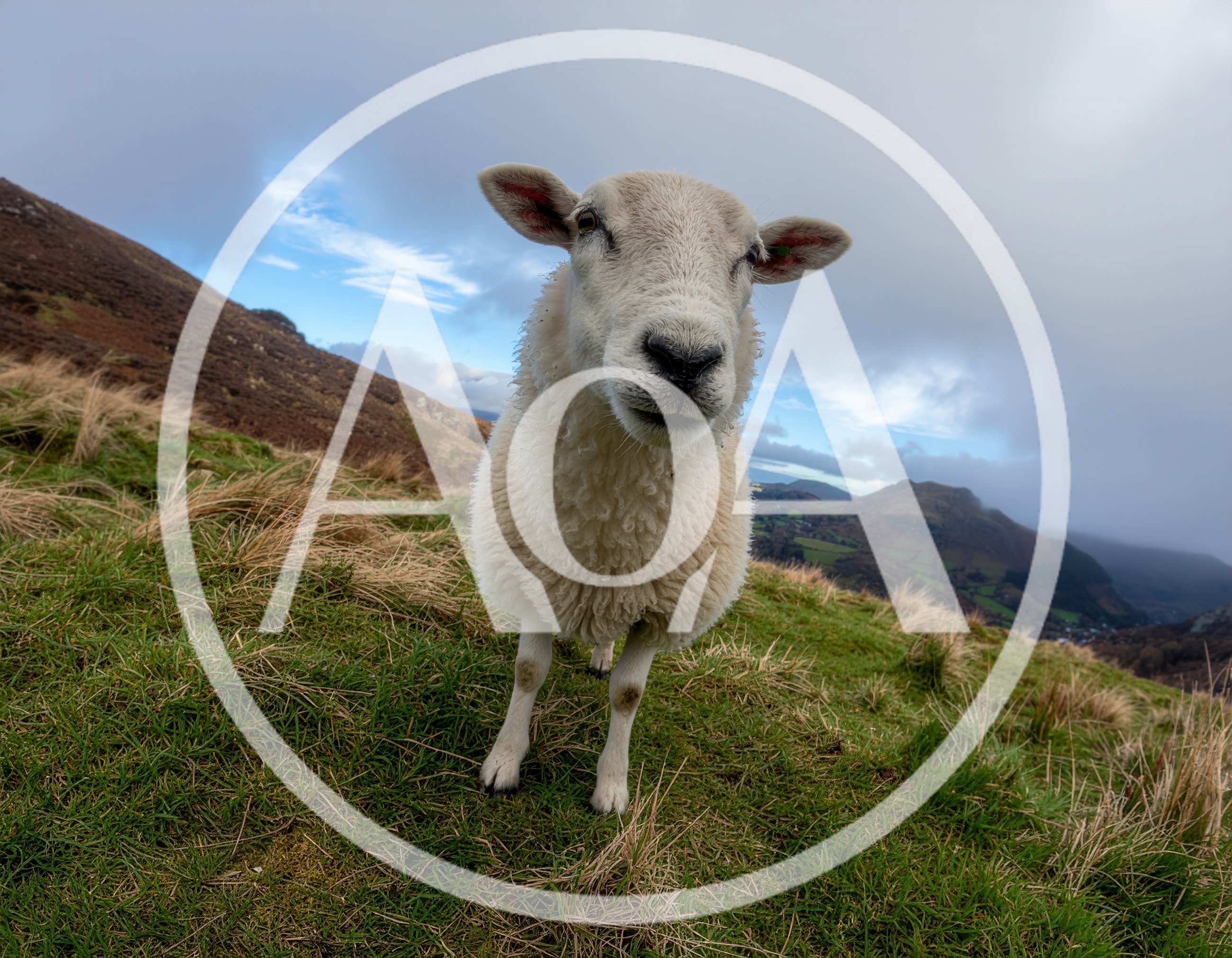 Curious White Sheep Standing on a Grassy Hillside