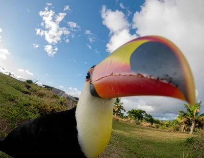 Close Up Portrait Of A Toco Toucan
