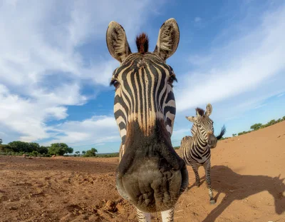 Close Up Portrait Of A Curious Zebra