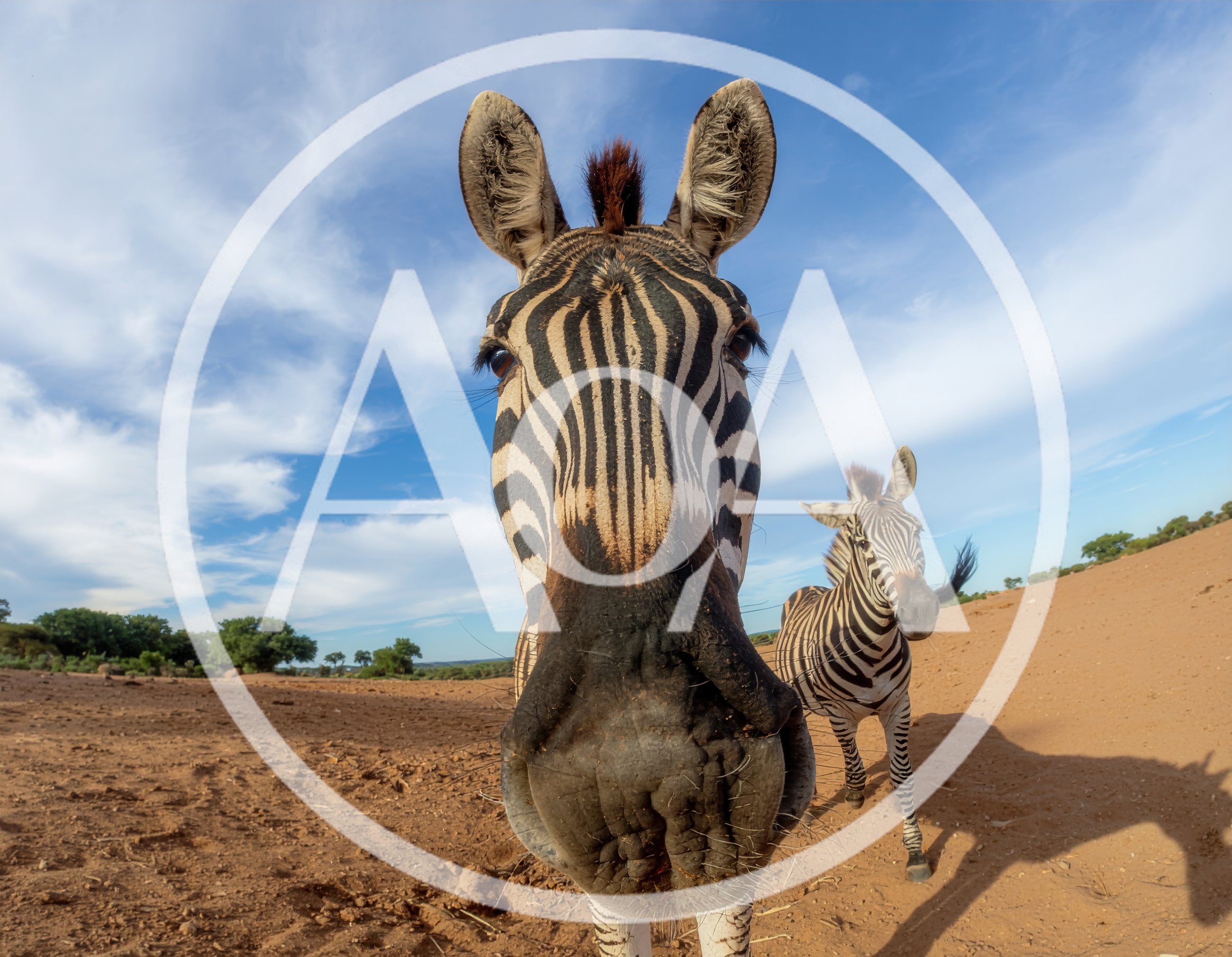 Close Up Portrait Of A Curious Zebra