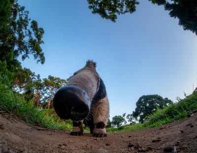 Giant Anteater Close Up On Dirt Path