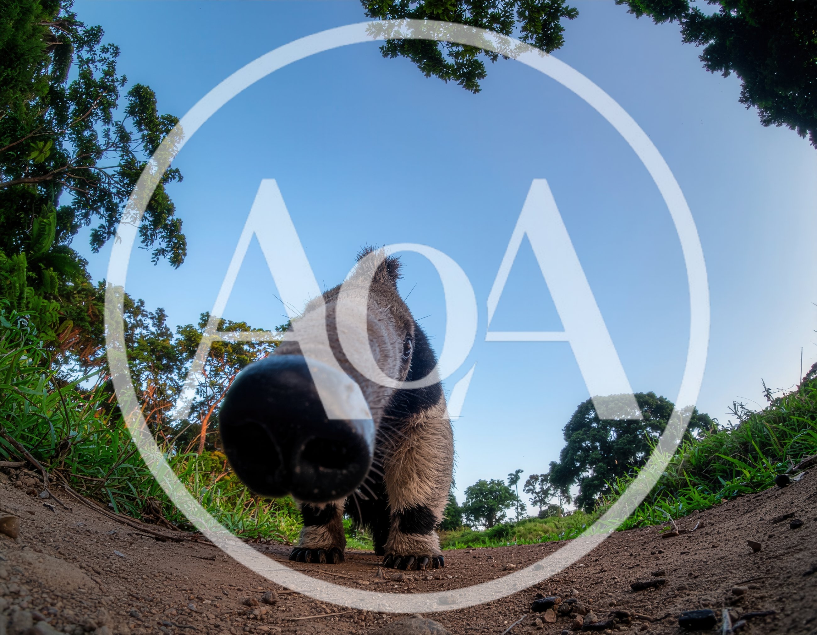Giant Anteater Close Up On Dirt Path