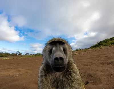 Close Up Portrait Of A Wild Baboon