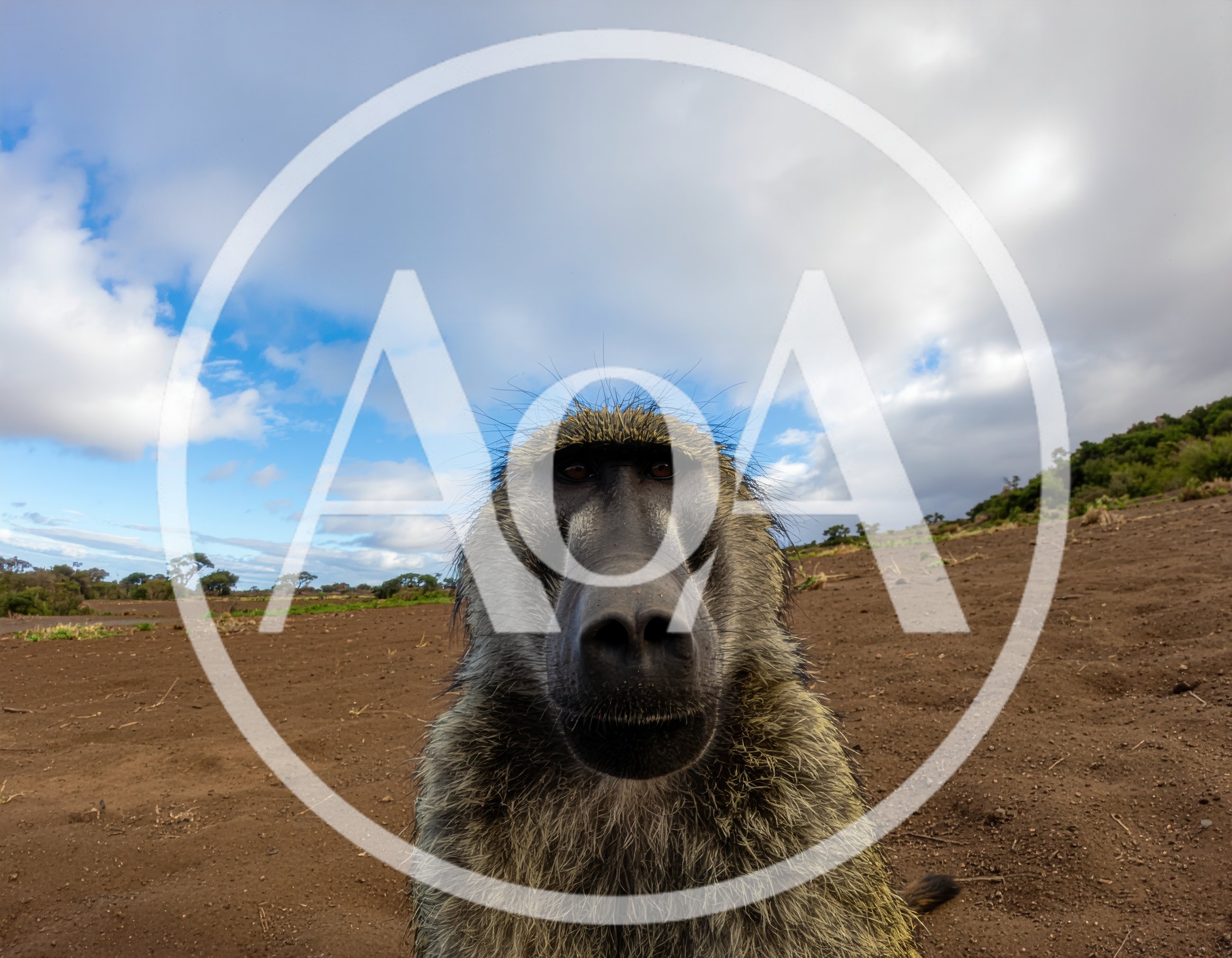 Close Up Portrait Of A Wild Baboon