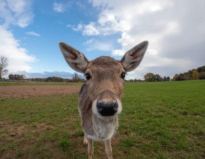 Close Up Portrait Of A Curious Fallow Deer
