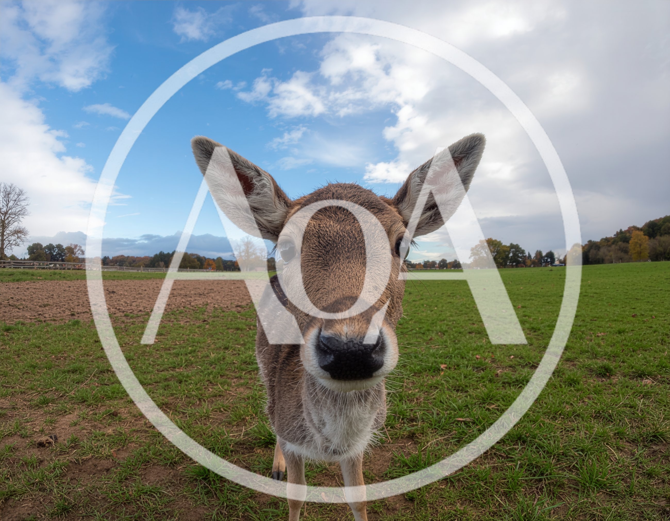 Close Up Portrait Of A Curious Fallow Deer