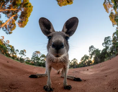 Close Up Portrait Of A Curious Kangaroo