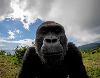 Close Up Portrait Of A Gorilla In Nature