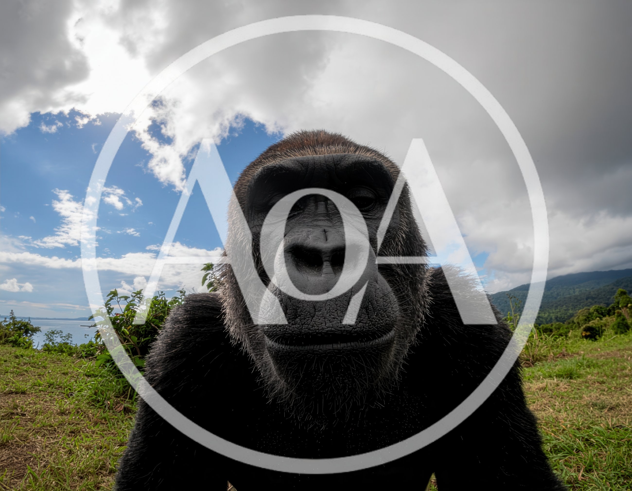 Close Up Portrait Of A Gorilla In Nature