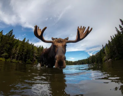 Bull Moose Standing In A Mountain Lake