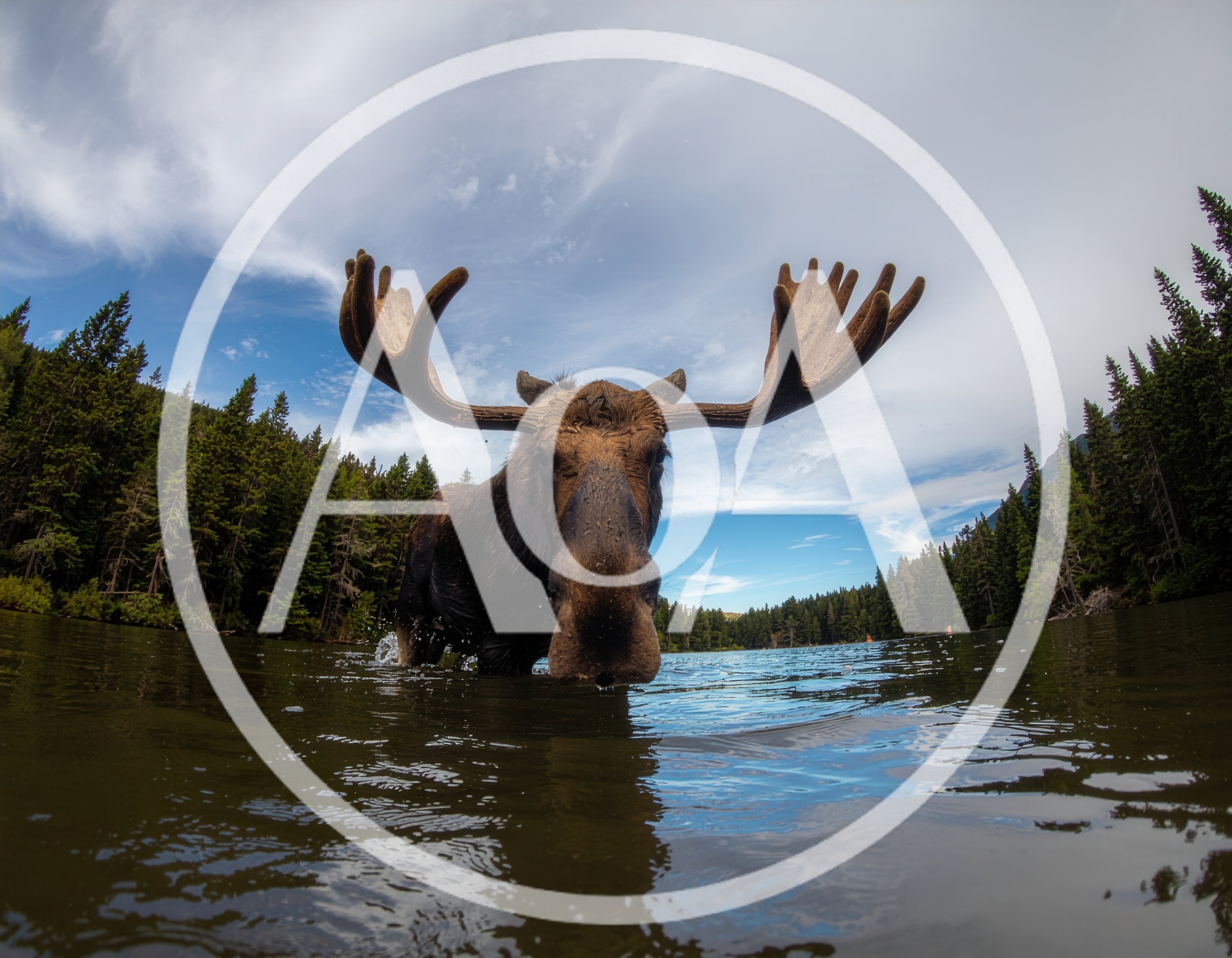 Bull Moose Standing In A Mountain Lake